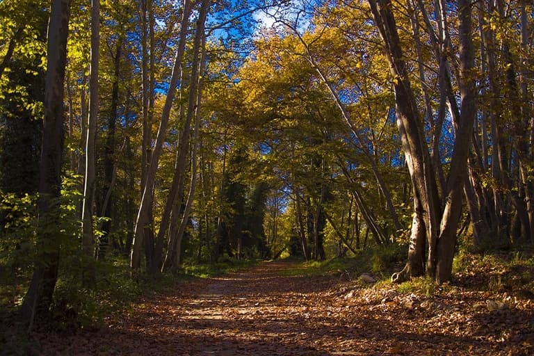 Private Tour in the Chestnut Forest of Steni Evia-image