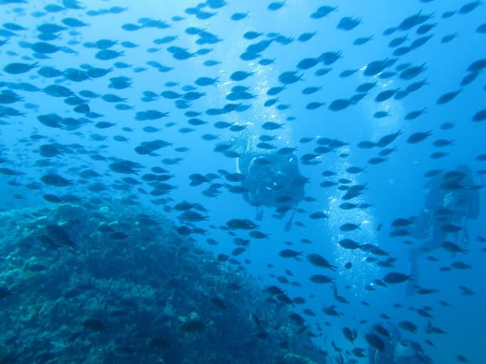 Discover Scuba Diving from Shore-image