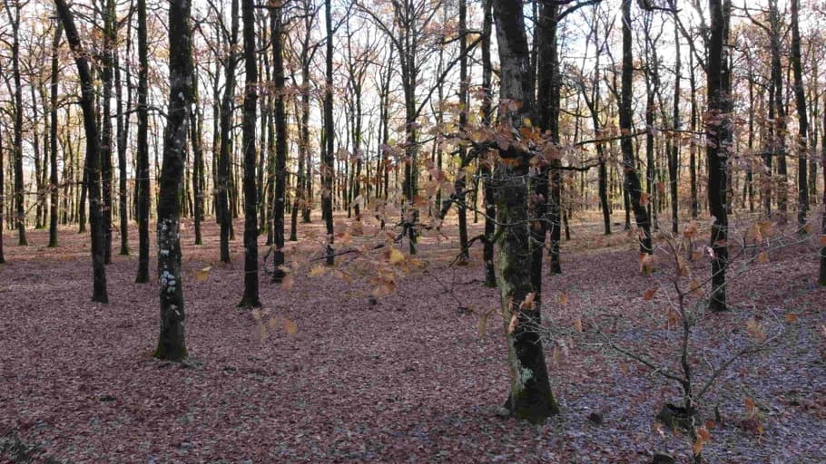 Hiking at Foloi forest and Centaurs Gorge-image